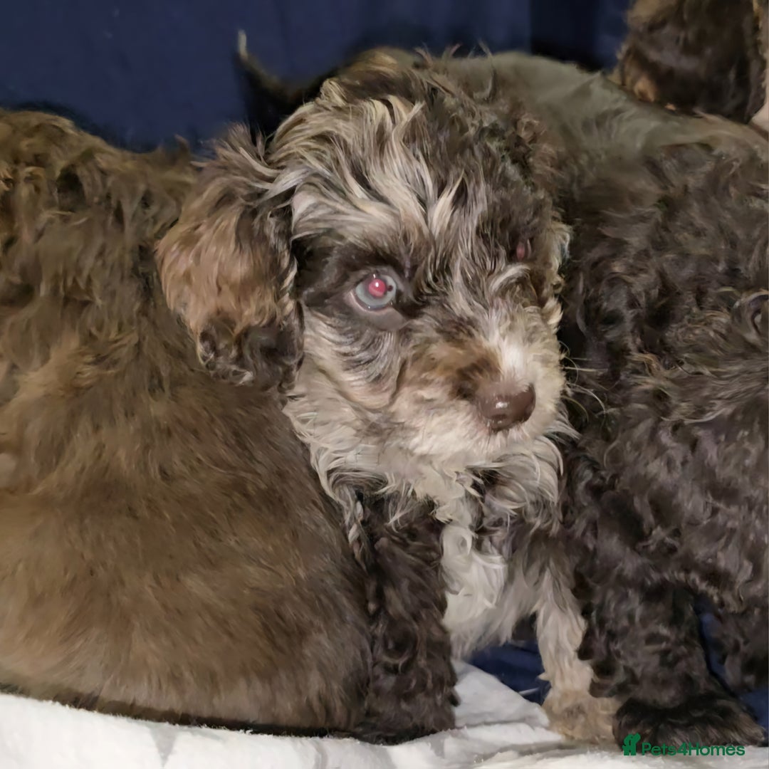 Cockapoo dogs for sale: 🐾 F1 Cockapoo Puppies – Ready Now! 🐾 - Image 10