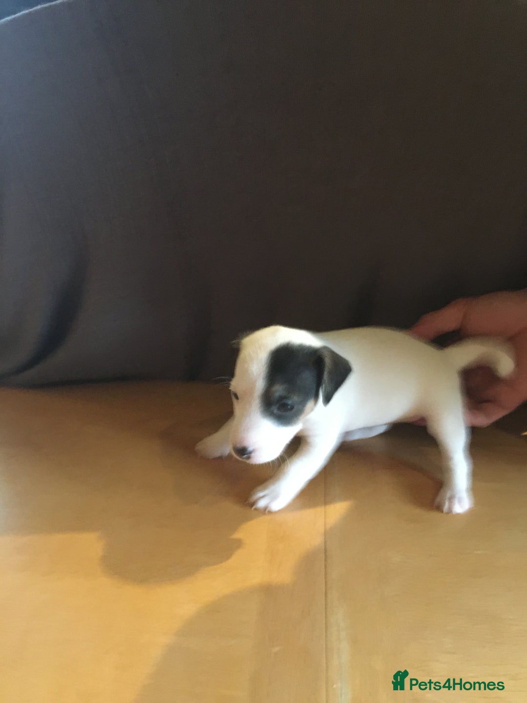 Parson Russell dogs for sale: 1st Amazing Litter - Image 12