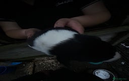 Border Collie dogs for sale: merle + black and white pups  - Image 3