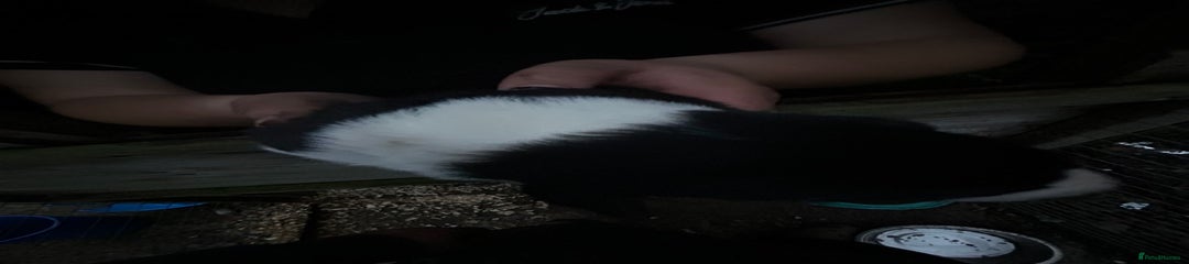 Border Collie Puppy 2