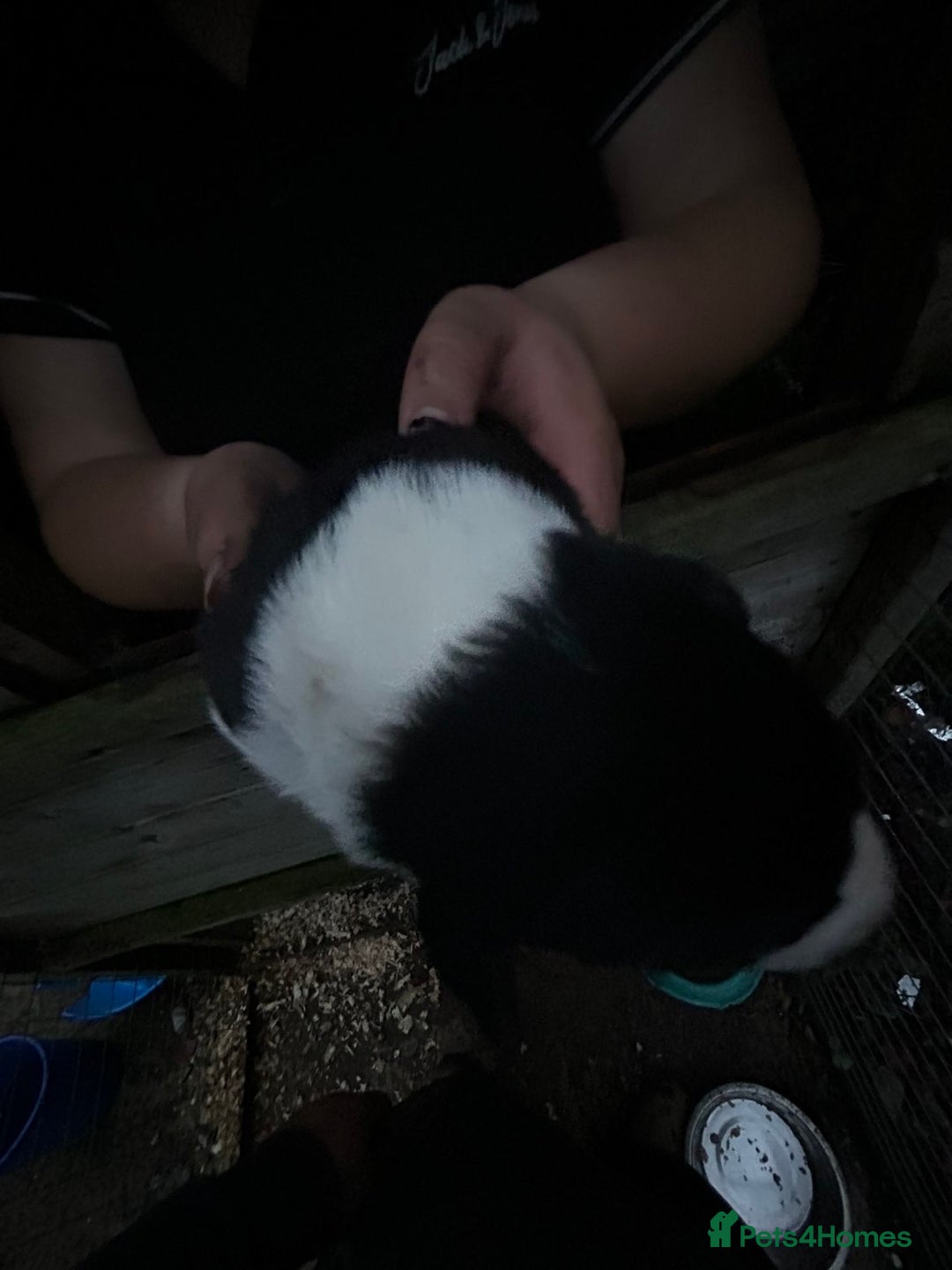 Border Collie dogs for sale: merle + black and white pups  - Image 3