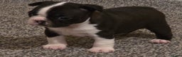 Boston Terrier dogs for sale: Stunning KC Reg Boston Terrier last girl left - Advert 31