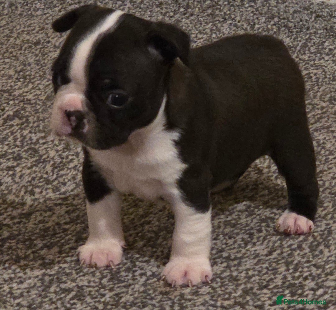 Boston Terrier dogs for sale: Stunning KC Reg Boston Terrier last girl left - Advert 31