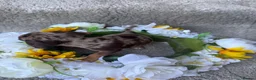 Jackshund dogs for sale: Beautiful JackShund Puppies - Advert 20