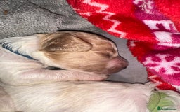 Cavapoochon dogs for sale: Cavapoochon! Our December Reindeer Litter!  - Image 20