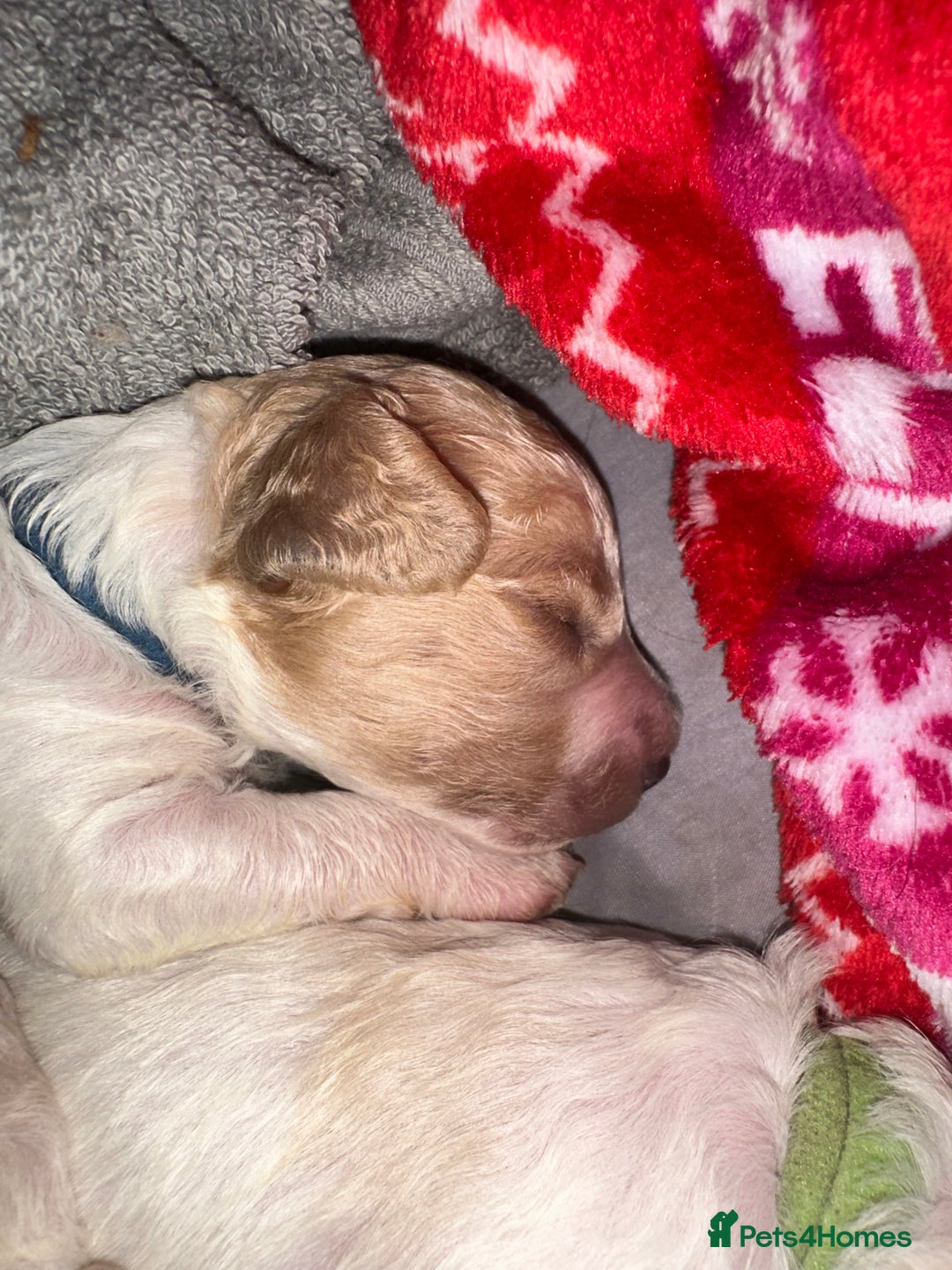 Cavapoochon dogs for sale: Cavapoochon! Our December Reindeer Litter!  - Image 20