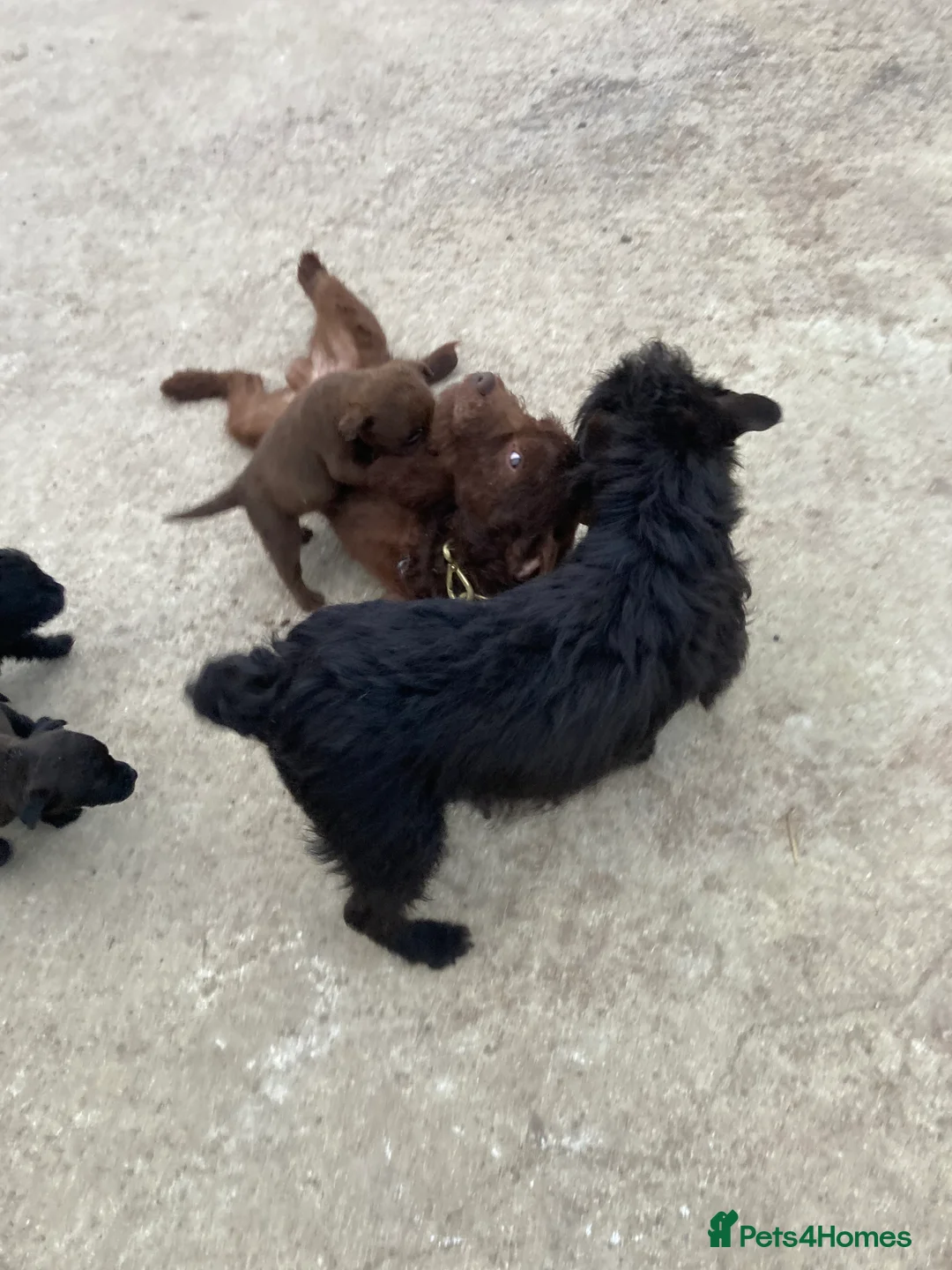 Patterdale Terrier dogs for sale: 5 lovely Patterdale Puppies. - Advert 2
