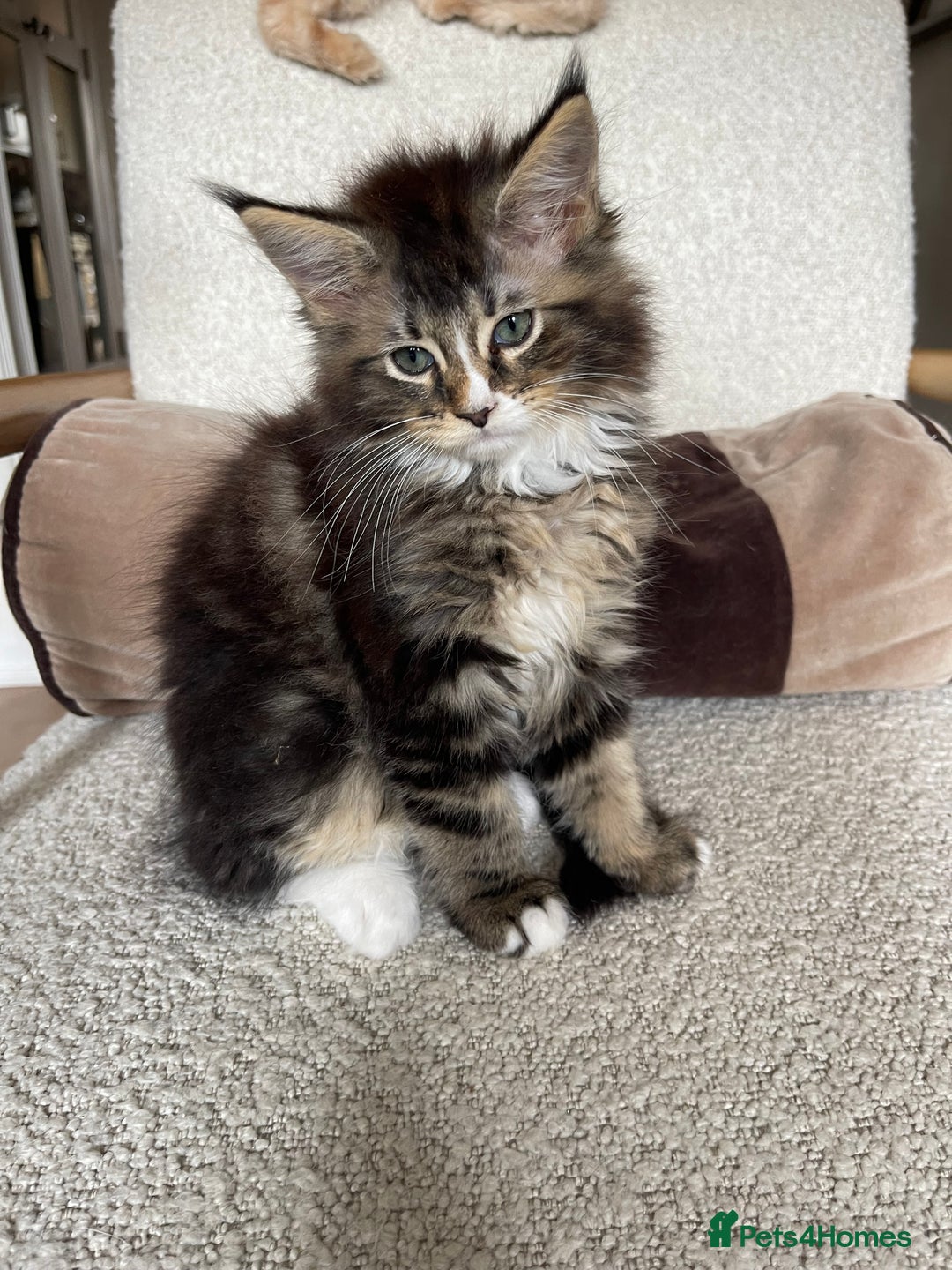 Maine Coon cats for sale: Mainecoons  - Image 4