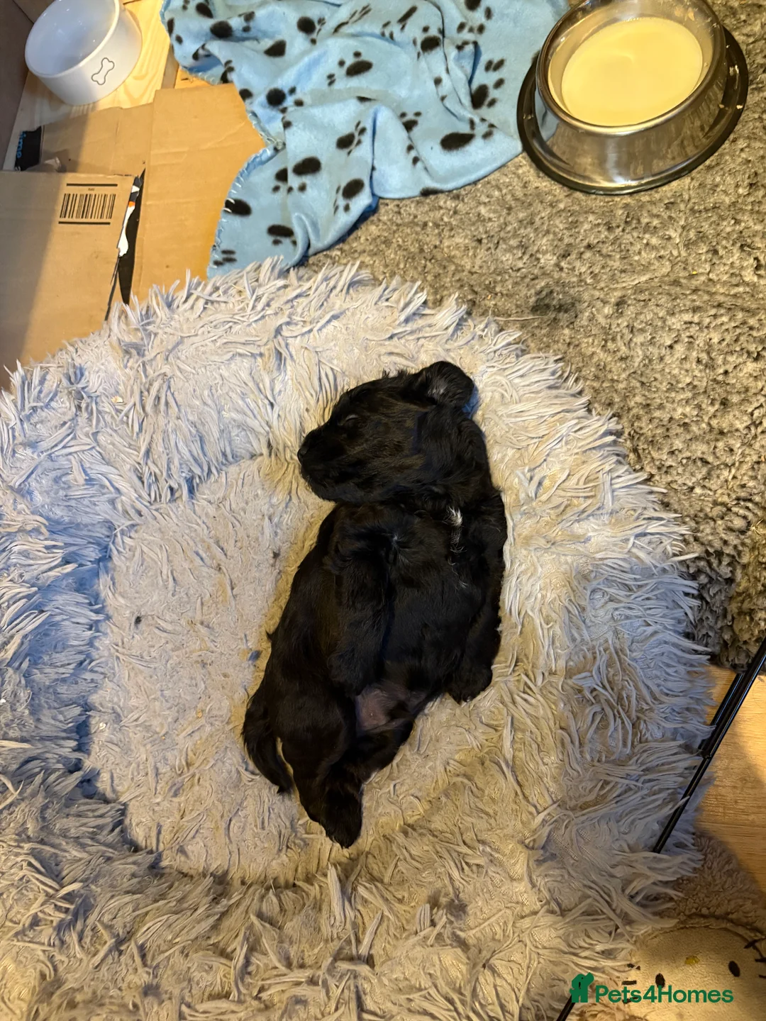 Schnoodle dogs for sale: 2 adorable black male schnoodle pups for sale - Advert 8