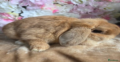 Mini Lop rabbits - Advert 5