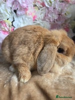 Mini Lop rabbits - Advert 3