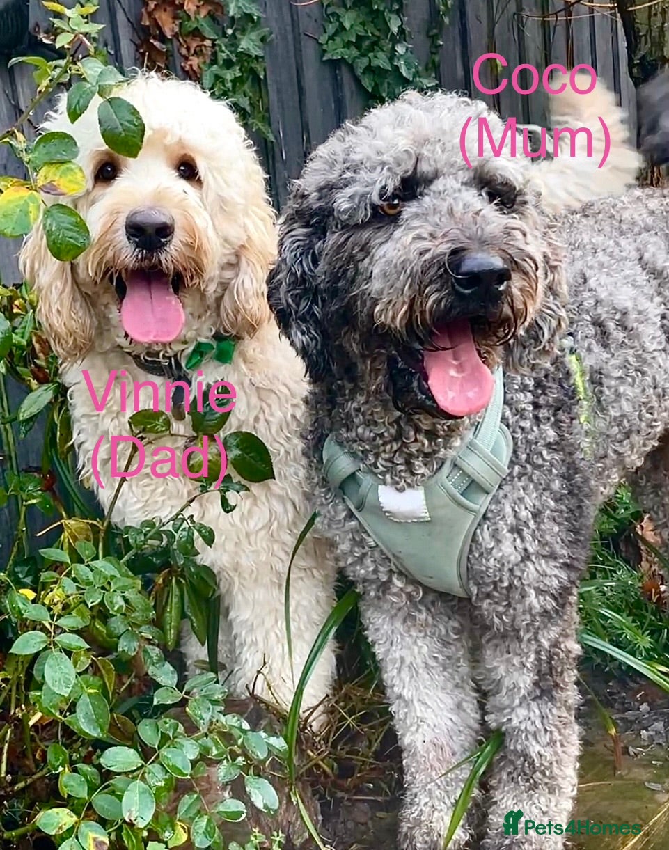 Double Doodle dogs Supreme Double Doodles - striking colours and coat - Advert 2