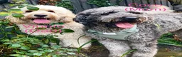 Double Doodle dogs for sale: Ultimate Double Doodles - lovely temperaments - Advert 2