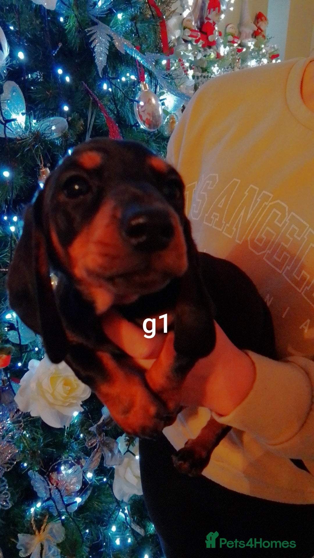 Miniature Dachshund dogs for sale: Mini dasch black & tan - Advert 5