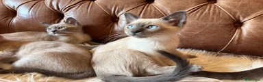 Tonkinese 2