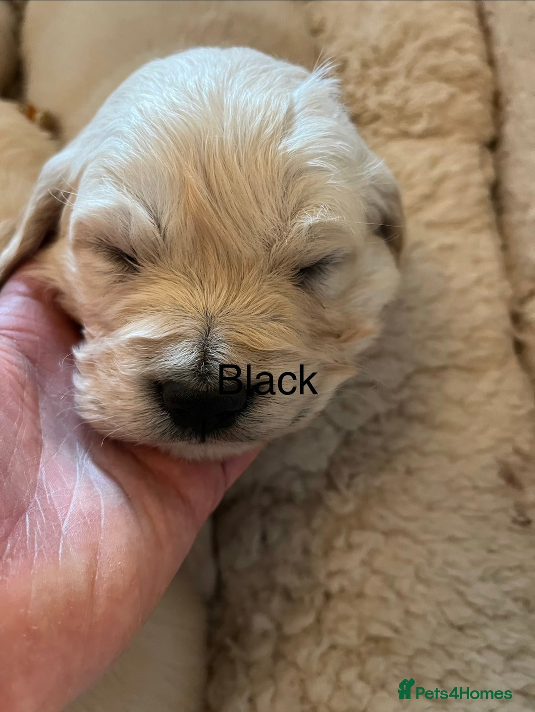 Golden Retriever dogs for sale: KC registered Golden Retriever puppies  - Advert 26