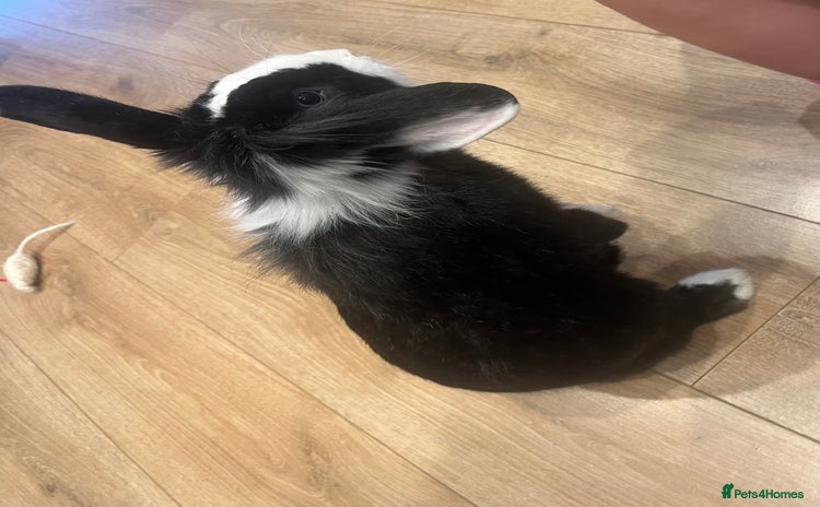 Lionhead rabbits - Advert 2