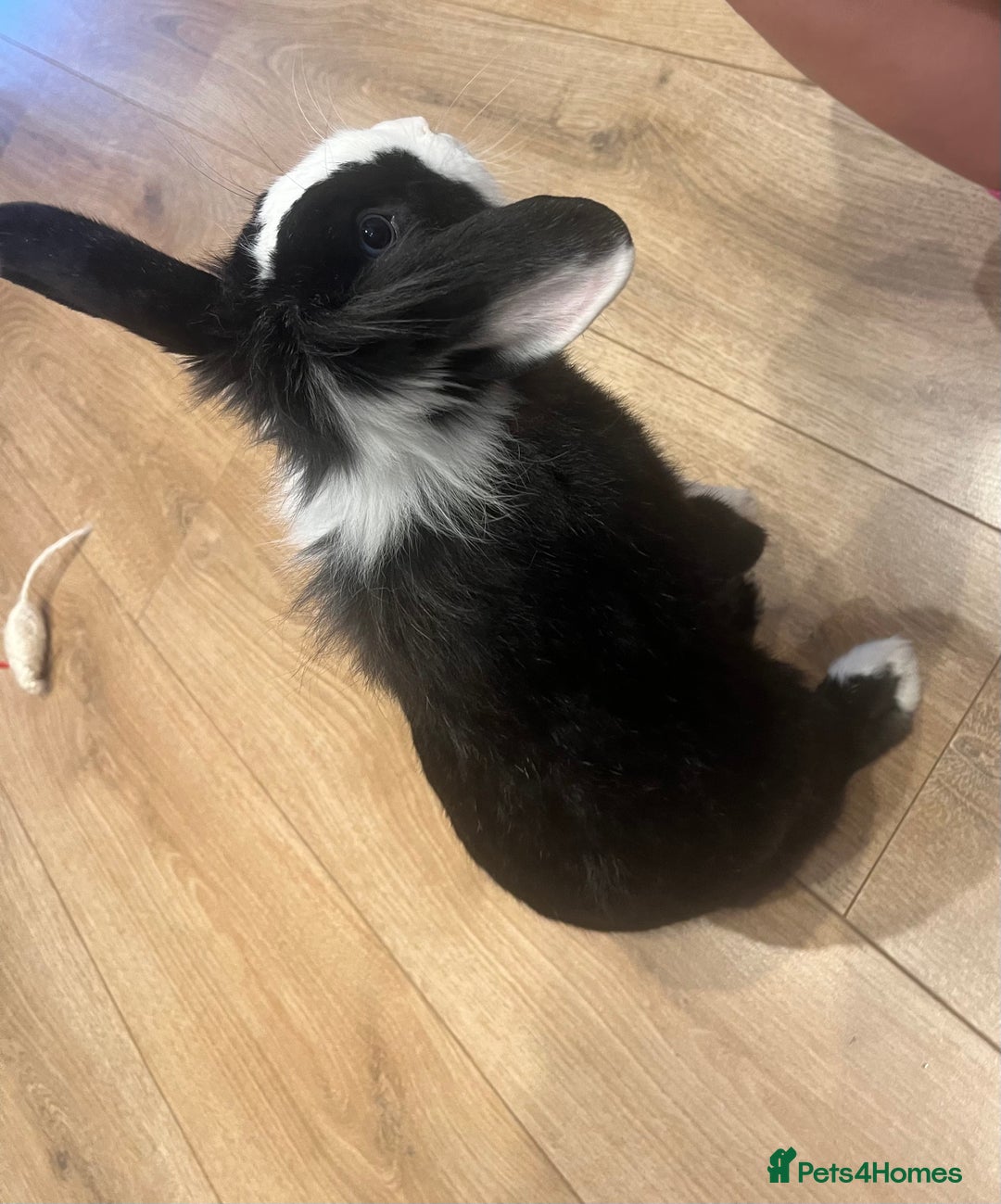 Lionhead rabbits for sale: Free male rabbit 11months old  - Image 1