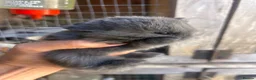 Mini Lop rabbits for sale: Stunning mini lop babies - fabulous temperaments  - Advert 4