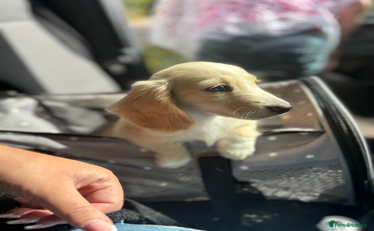 Miniature Dachshund dogs - Advert 4