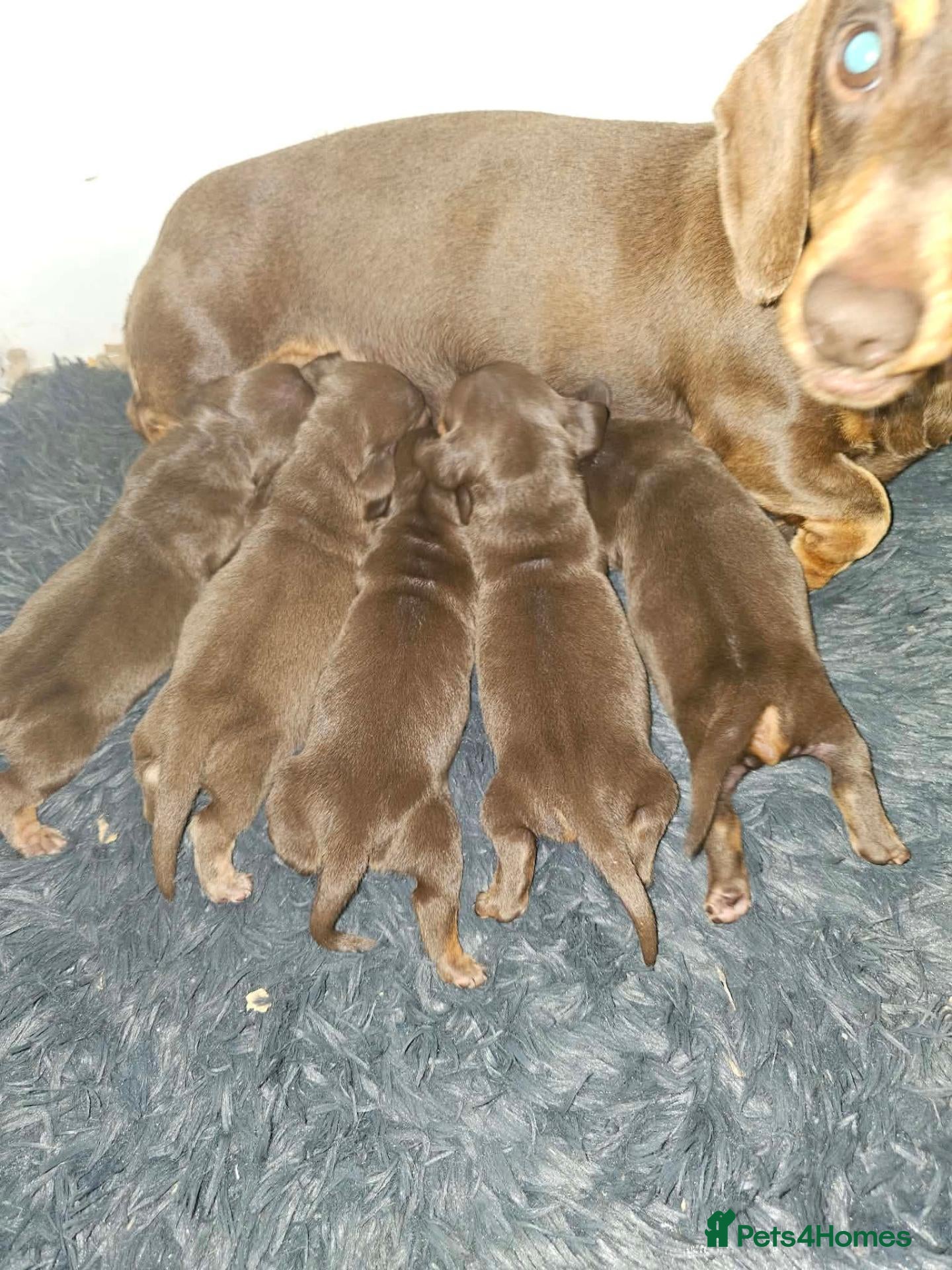 Miniature Dachshund dogs 5 Beautiful KC Registered Miniature Dachshund Pups - Advert 2