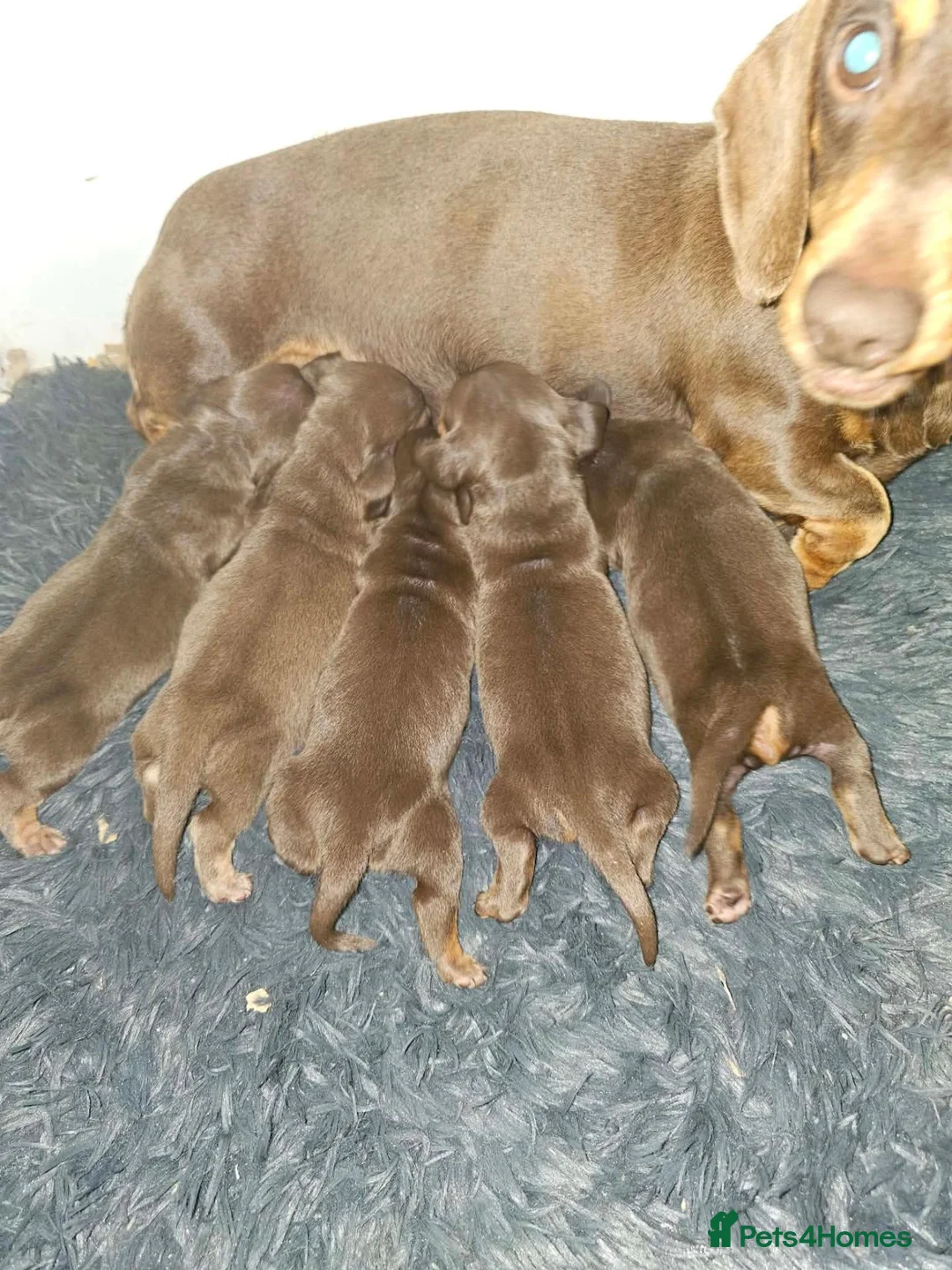 Miniature Dachshund dogs for sale: 5 Beautiful KC Registered Miniature Dachshund Pups - Advert 2