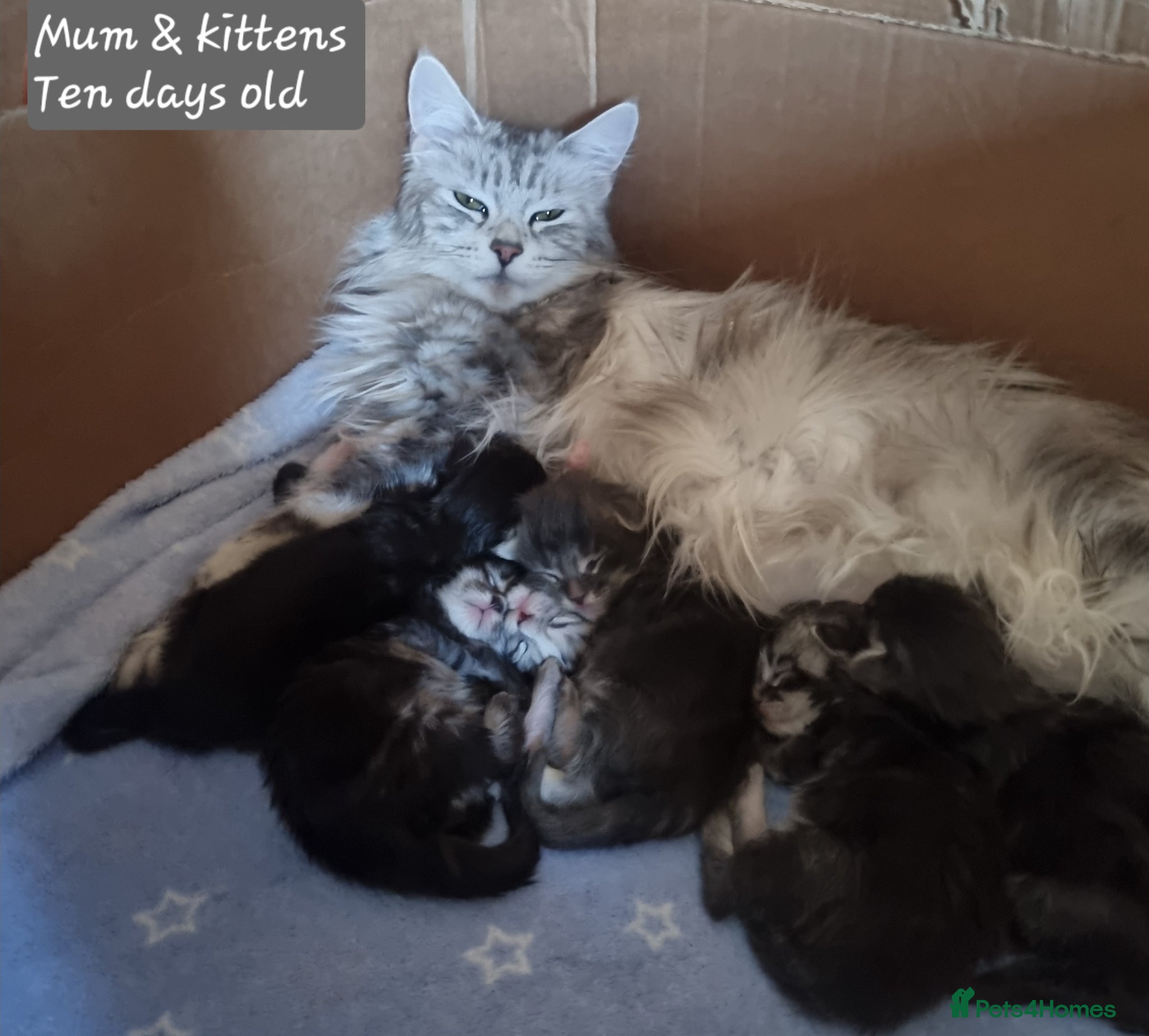 Maine Coon cats Maine Coon Kittens  - Advert 2