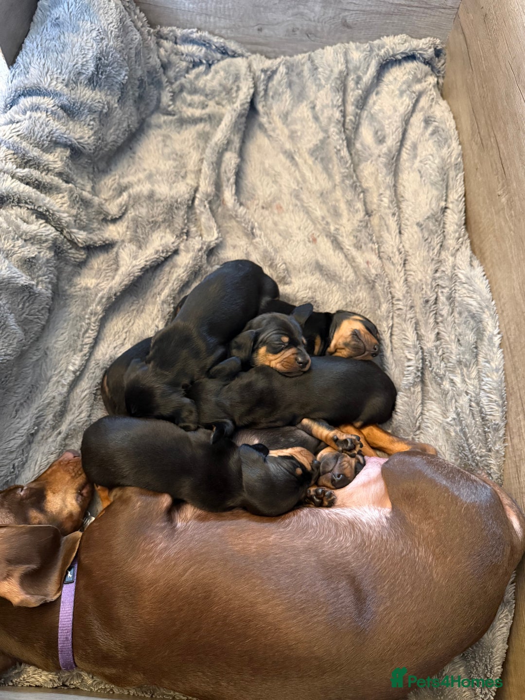 Miniature Dachshund dogs for sale: Black and Tan Miniature Dachshund Puppies  - Advert 4