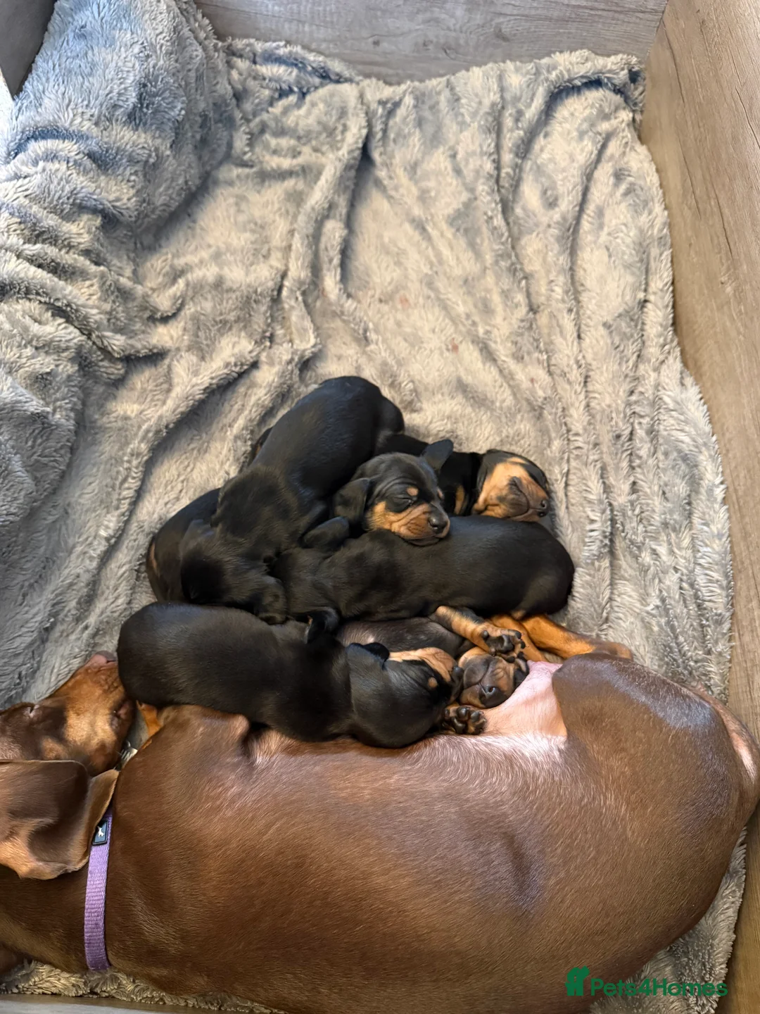 Miniature Dachshund dogs for sale: Black and Tan Miniature Dachshund Puppies  - Advert 5