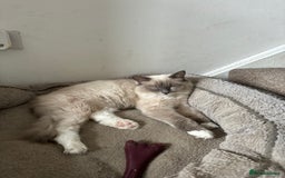 Ragdoll cats for sale: Lucky - rehoming  - Image 4