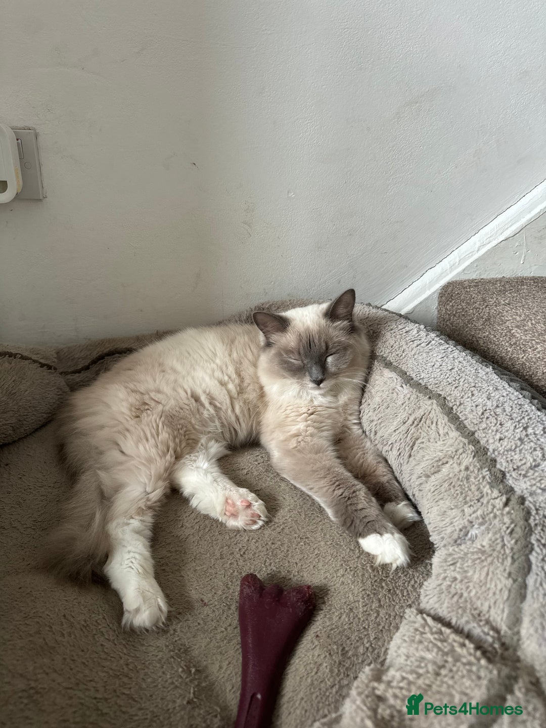 Ragdoll cats for sale: Lucky - rehoming  - Image 4