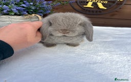 Mini Lop rabbits for sale: Stunning baby lilac Mini lop Buck - Image 5