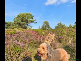 Mixed Breed dogs Stunning Irish Cockapoodledo's........ - Advert 5