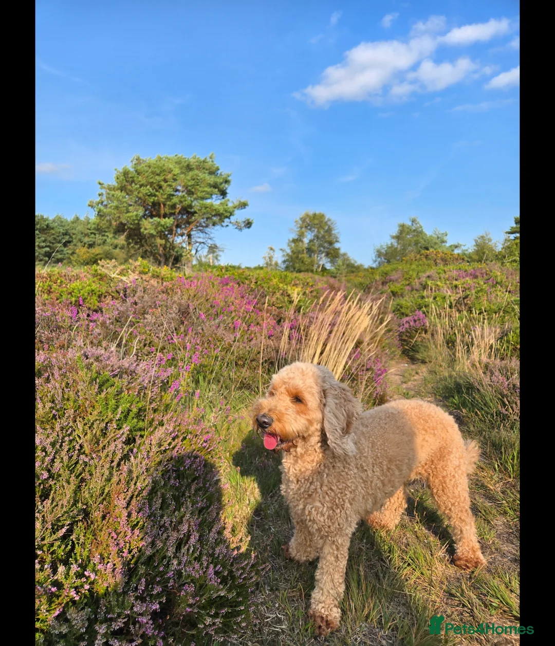 Mixed Breed dogs for sale: Stunning Irish Cockapoodledo's........ - Advert 2