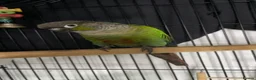 Conures birds for sale: beautiful 18 month old green cheek conure in Newport - Advert 2