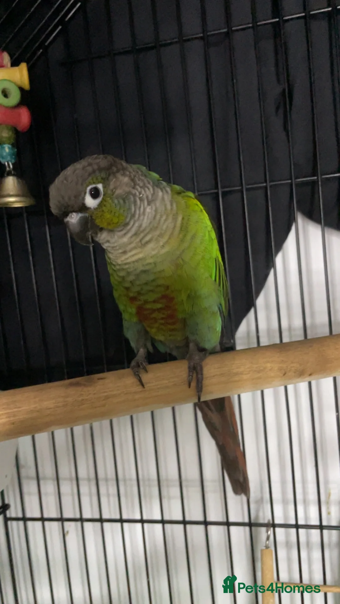 Conures birds for sale: beautiful 18 month old green cheek conure in Newport - Advert 2