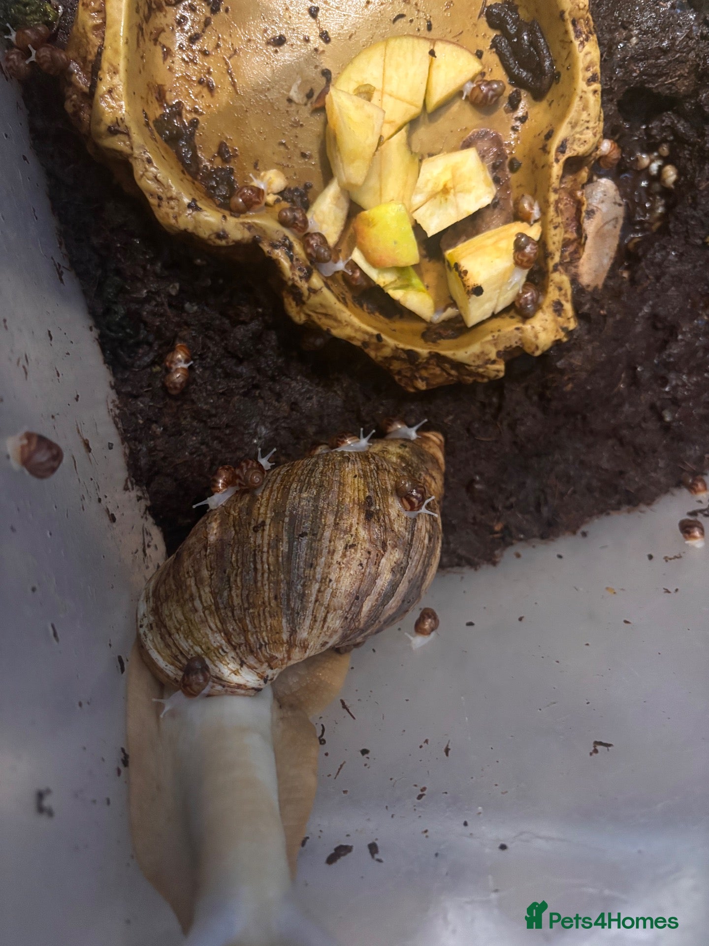 Snails invertebrates Giant African land snails - Advert 2