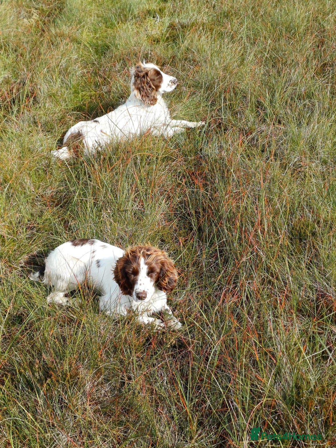 English Springer Spaniel dogs for sale: 2 Lovely Male Springer Spaniels - Image 31