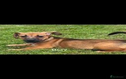 Jack Russell dogs for sale: rare coloured jack russel terriers - Image 5