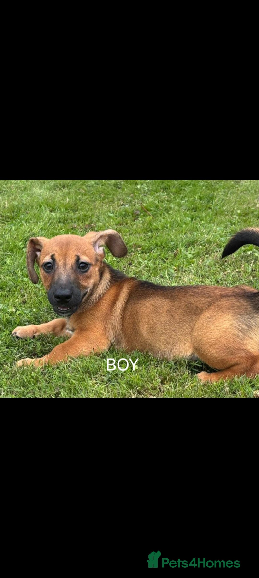 Jack Russell dogs for sale: rare coloured jack russel terriers - Image 5