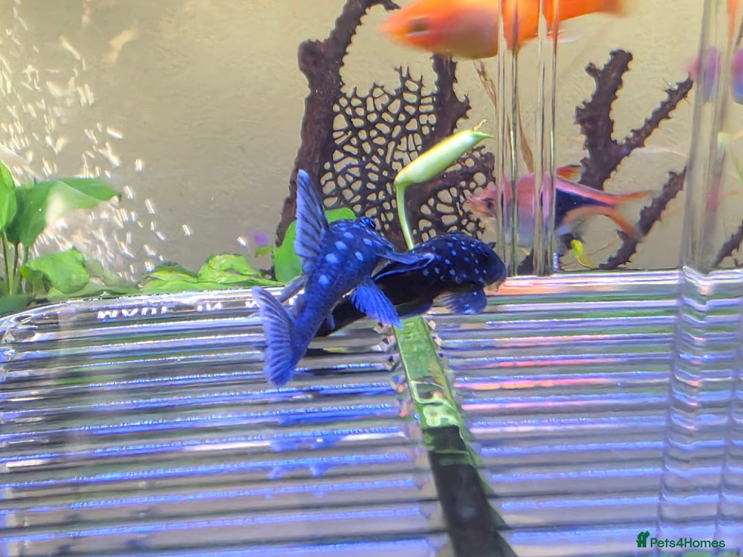 Plecos fish for sale: Blue phantom pleco  - Advert 3