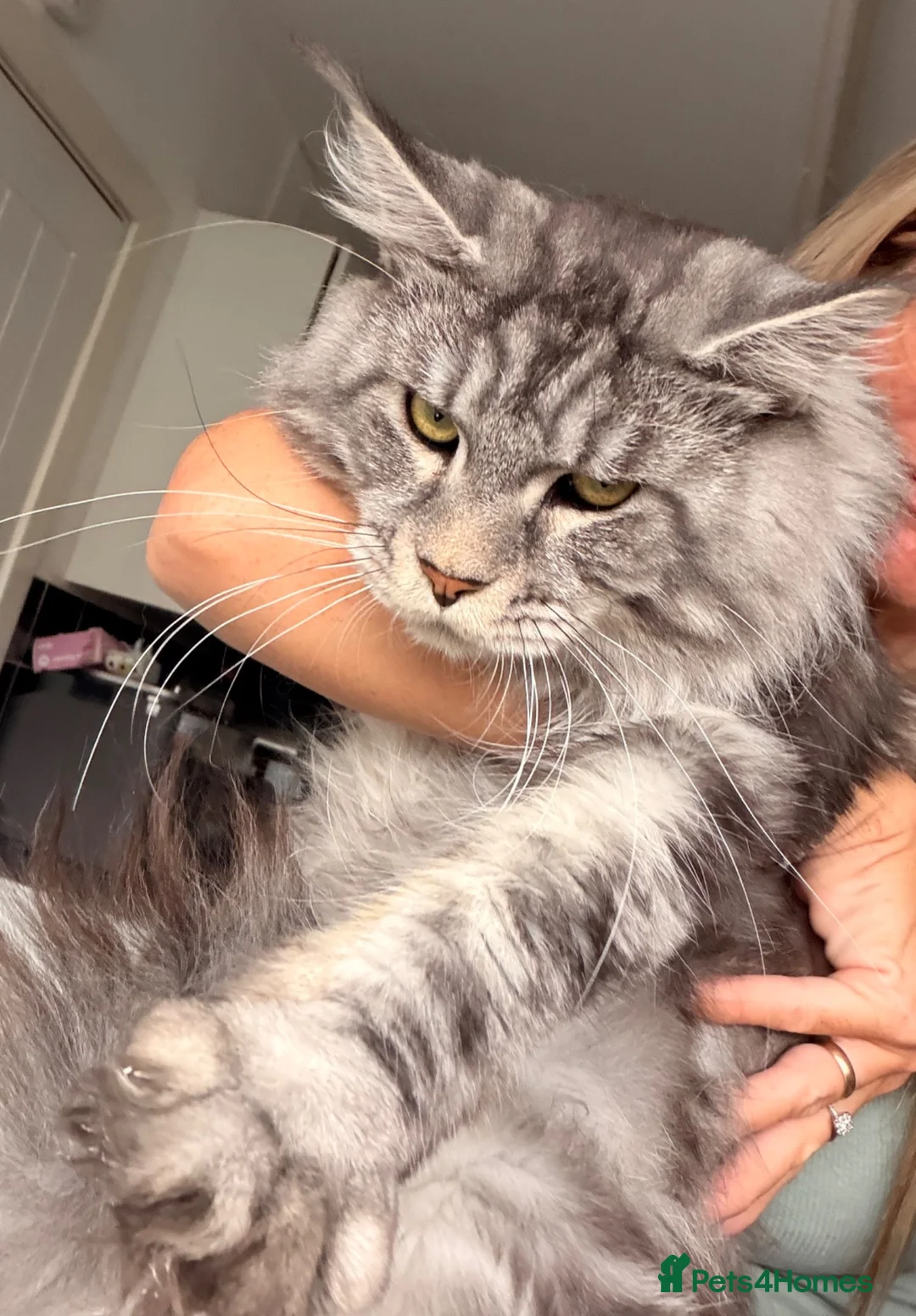 Maine Coon cats for sale: Stunning active male Maine coon  - Advert 1