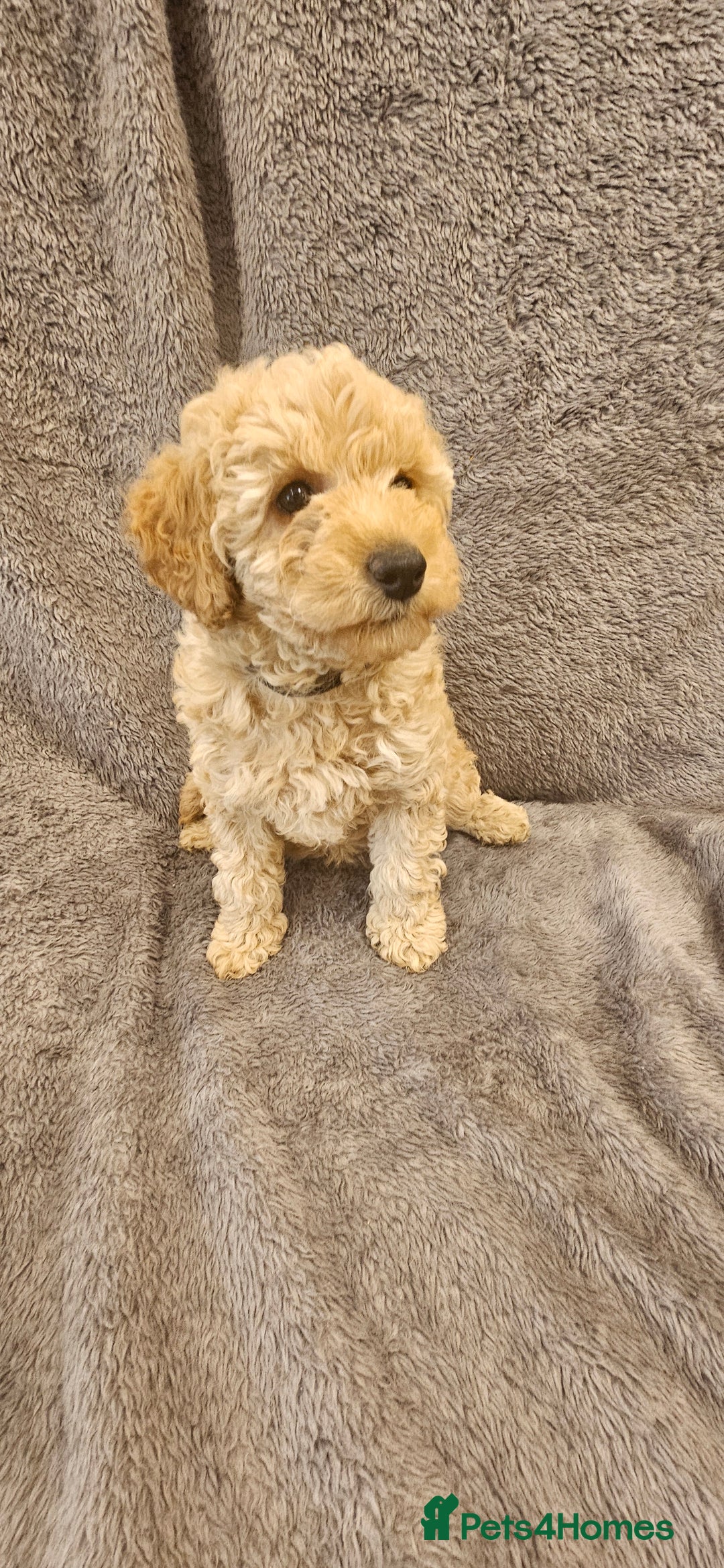 Toy Poodle dogs for sale: Beautiful Toy Poodle Puppies - Advert 11