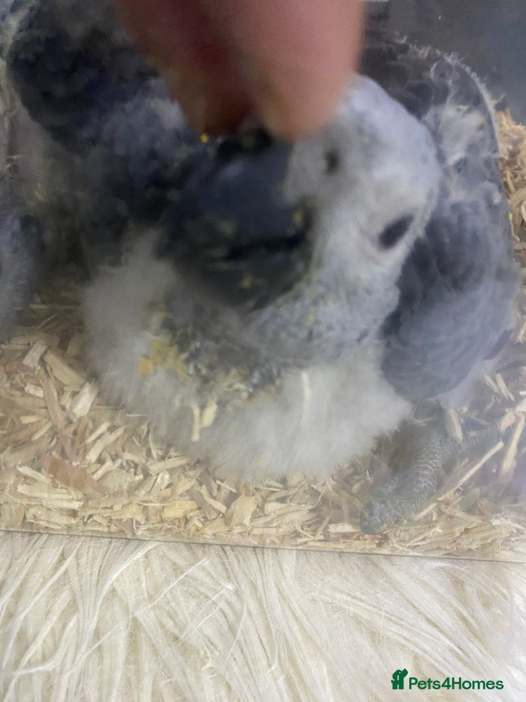 Parrots birds for sale: Super cuddly baby African Greys  - Advert 2