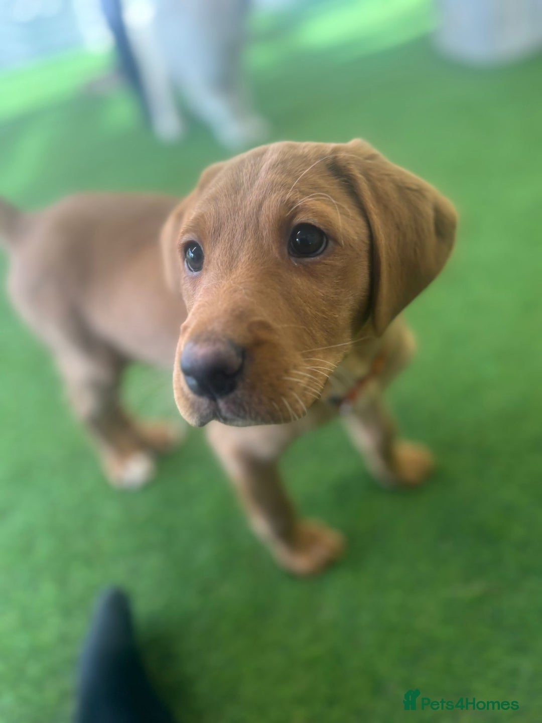 Labrador Retriever dogs for sale: Trained Labradors Available  - Advert 3