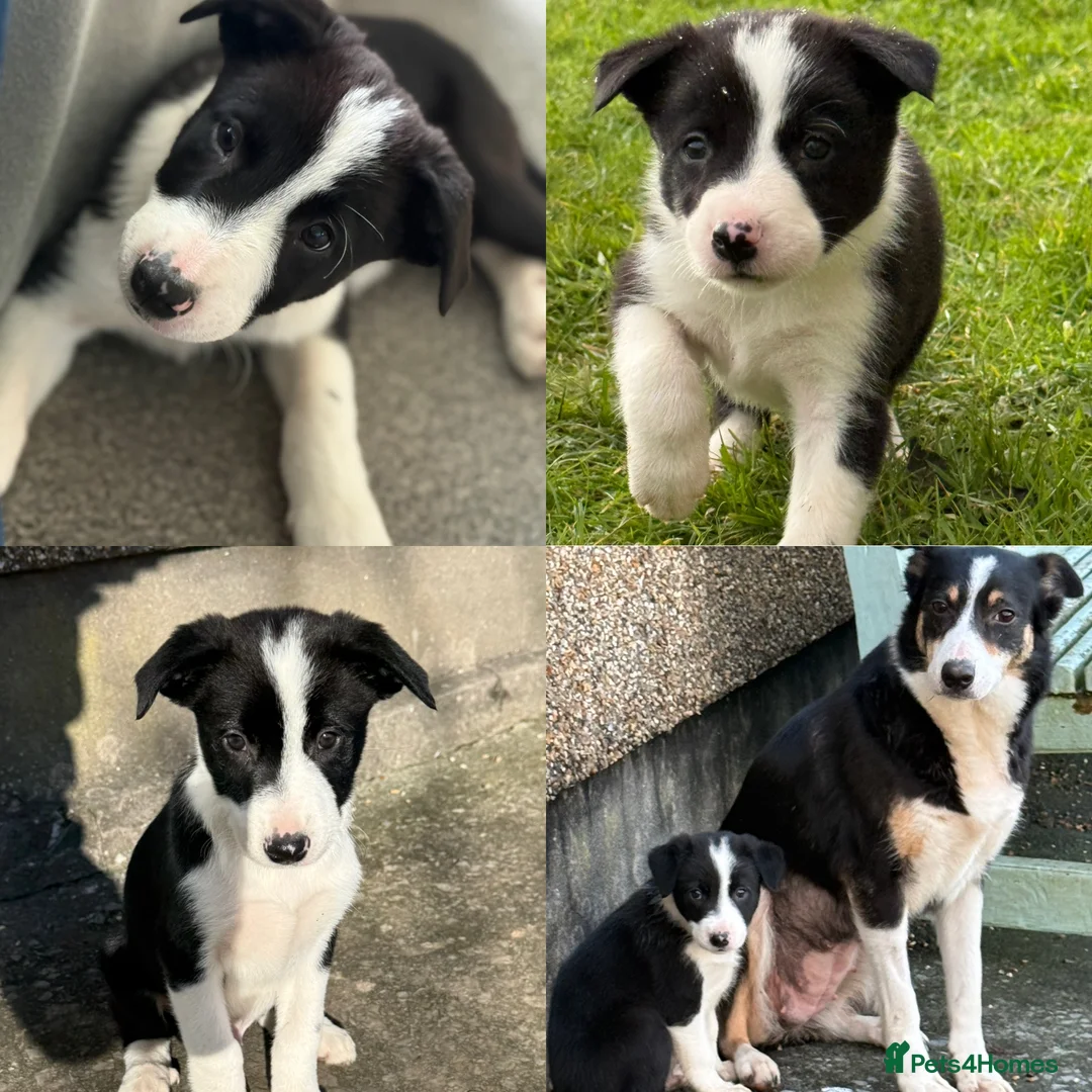 Border Collie dogs for sale: Border collie puppies seeking working/active homes - Advert 1
