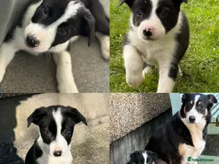 Border Collie dogs Border collie puppies seeking working/active homes - Advert 6