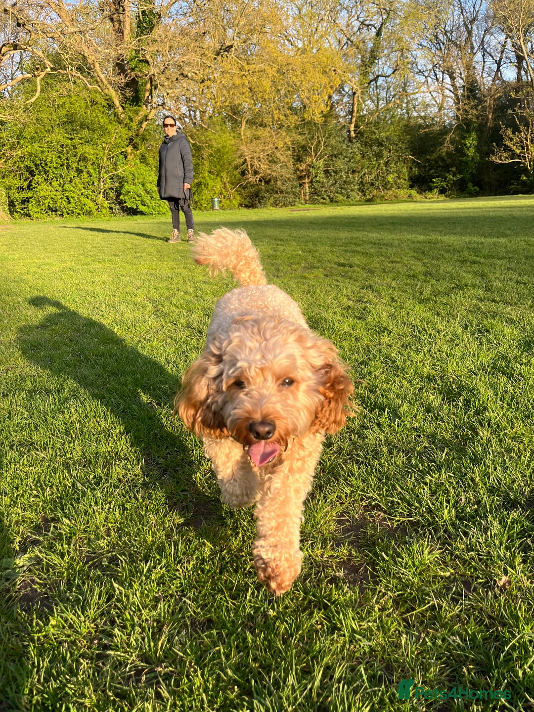 Toy Poodle dogs for stud: Leo health checked ✅  - Advert 5