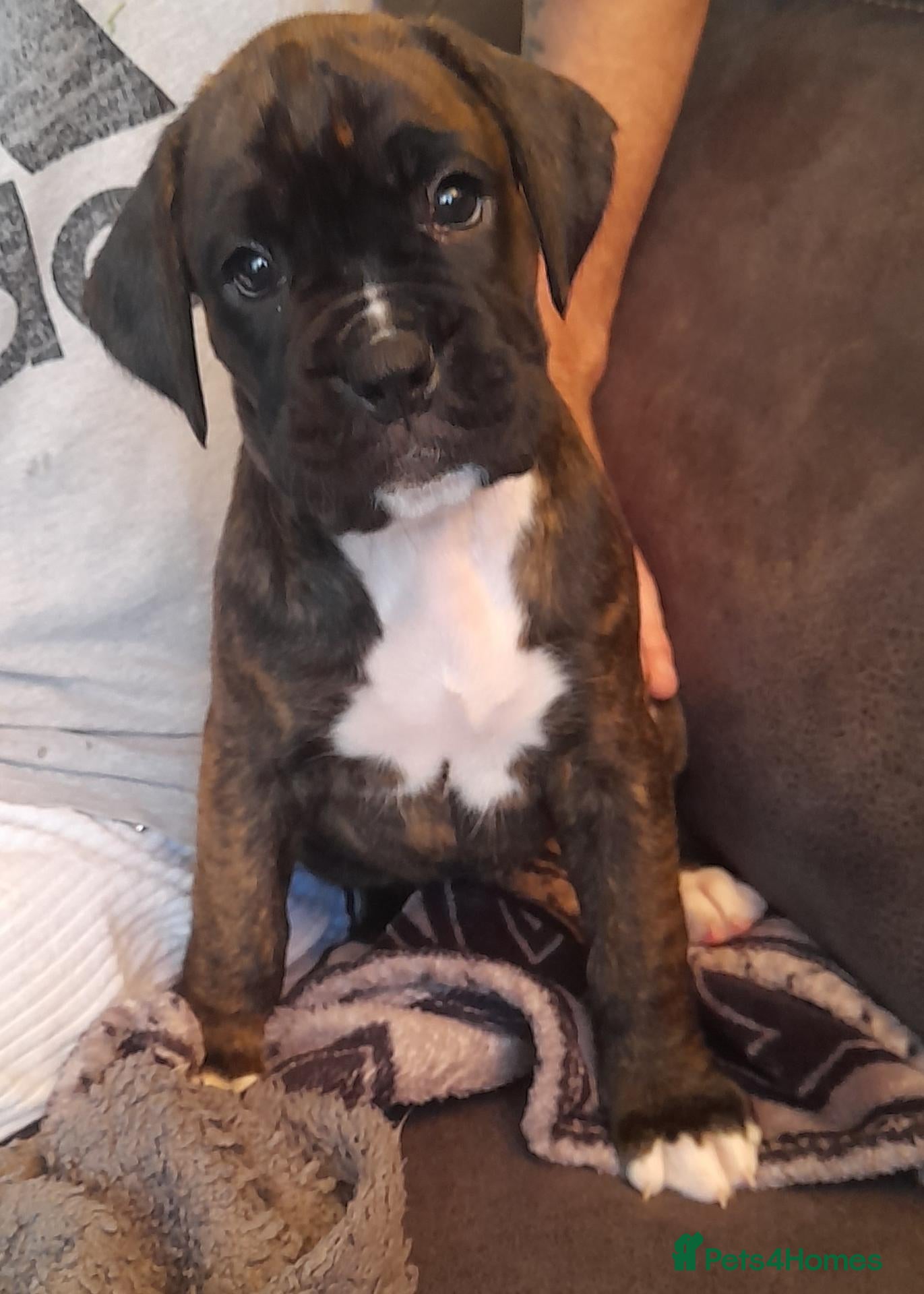 Boxer dogs Beautiful boxer pups for sale - Advert 1