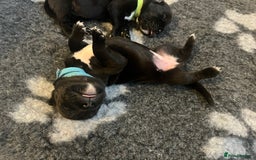 Cane Corso dogs for sale: Yuki & Aries Cane Corso Puppies  - Image 11